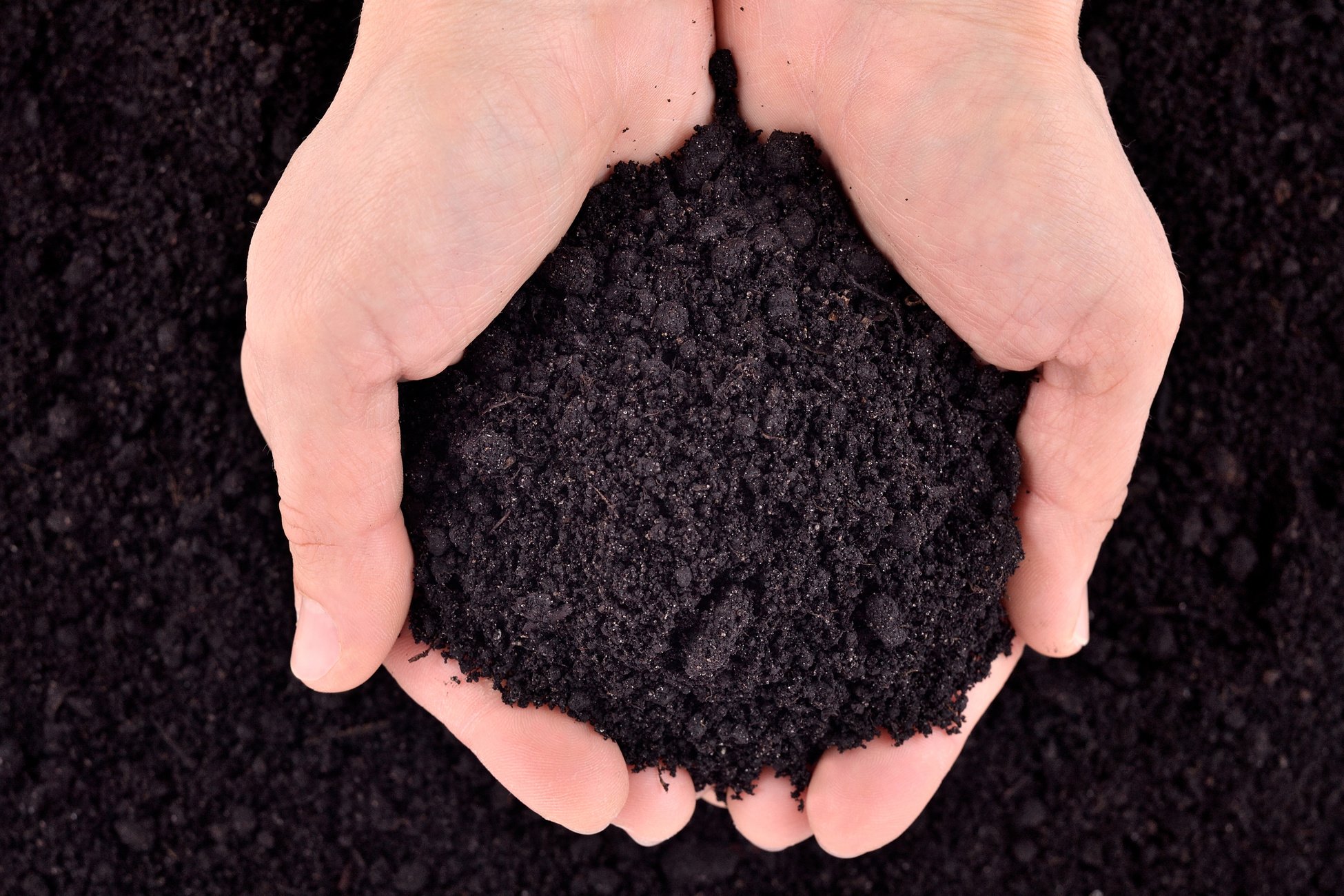 Fertilized Soil in Hands